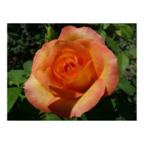 Peach Rose Print by mlewallpapers Peach Rose Print