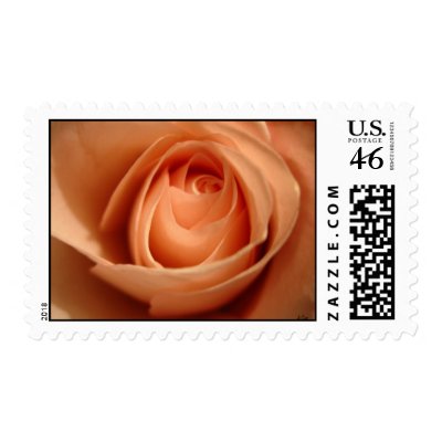 Peach Rose, S Cyr Stamp