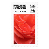 Peach Rose Stamp #1
