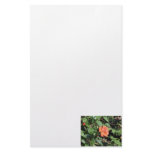 Peach Rose stationery