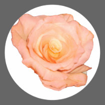 Peach Rose stickers