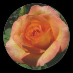 Peach Rose Sticker