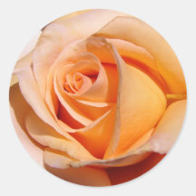 Peach Rose Sticker