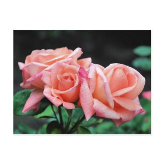 Peach Rose Trio Flower Photo Postcard postcard