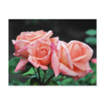 Peach Rose Trio Flower Photography Postcard