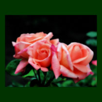 Peach Rose Trio Flower Poster posters