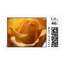 Peach Rose US Postage Stamp