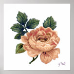 Peach Rose - Vintage Makeover. Print