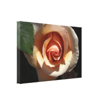 Peach Rose Wrapped Canvas