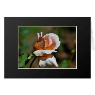 Peach Rosebud Flower Photo Greeting Or Note Card card