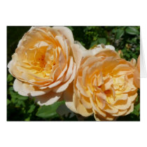Peach Roses Card by mlewallpapers Peach Roses Card