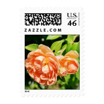 Peach Roses in the Garden postage