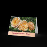 Peach Roses Mother's Day Card