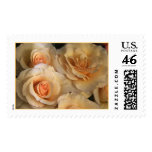 Peach Roses