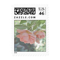 Peach Roses postage