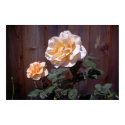 Peach Roses posters