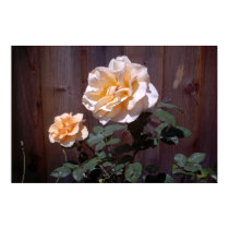 Peach Roses posters by wingedturtle Peach Roses posters