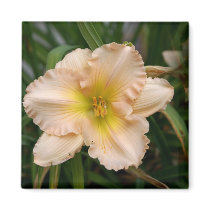 Peach Ruffled Lily magnets by mbgphoto Peach Ruffled Lily magnets