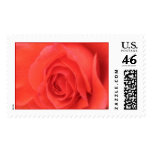 Peach Sunrise Rose Flower Postage Stamp