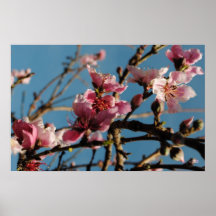 Peach Tree Blossoms Posters