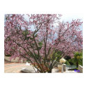 Peach Tree in bloom - Hearst Castle 2005 posters