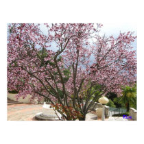 Peach Tree in bloom - Hearst Castle 2005 posters by Rice888 Peach Tree in bloom - Hearst Castle 2005 posters