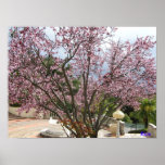 Peach Tree in bloom - Hearst Castle 2005 posters