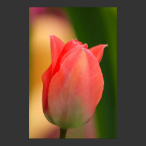 Peach Tulip Poster posters
