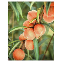 Peaches flyers by GPArkive Peaches flyers