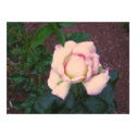 Peaches n' Cream posters by KristensDesigns Peaches n' Cream posters