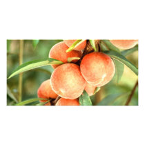 Peaches photo cards by GPArkive Peaches photo cards