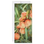 Peaches Custom Rack Card