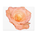 PeachRose copy postcards by Moondial PeachRose copy postcards
