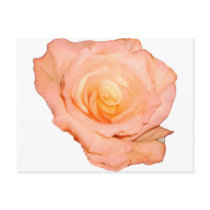 PeachRose copy postcards by Moondial PeachRose copy postcards