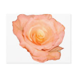 PeachRose copy Post Card