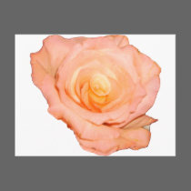 PeachRose copy postcards