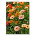 Peachy Hues cards by rosietx1 Peachy Hues cards