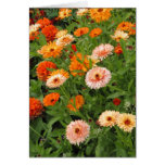 Peachy Hues cards