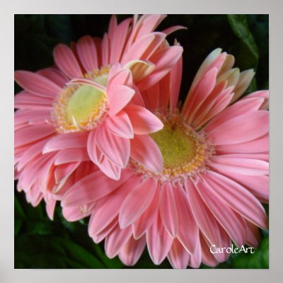 pink daisies