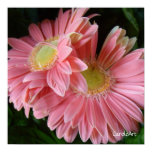 Peachy Pink Daisies Print