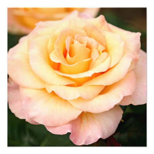 Peachy Pink Rose Flower 80th Birthday Party Personalized Invite