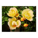 Peachy Yelllow Roses posters by Katharsis Peachy Yelllow Roses posters