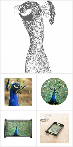 Peacock