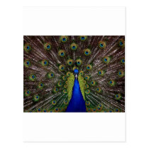 peacock-1868_640.jpg postcards