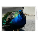 peacock 3 greeting card
