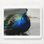 peacock 3 mousepad