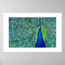 Peacock#3-Poster