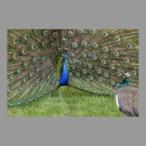 Peacock and Peahen Poster posters