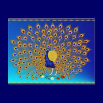 Peacock and Roses Postcard postcards
