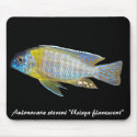 Peacock (Aulonocara) mousepad by Lisachromis Peacock (Aulonocara) mousepad